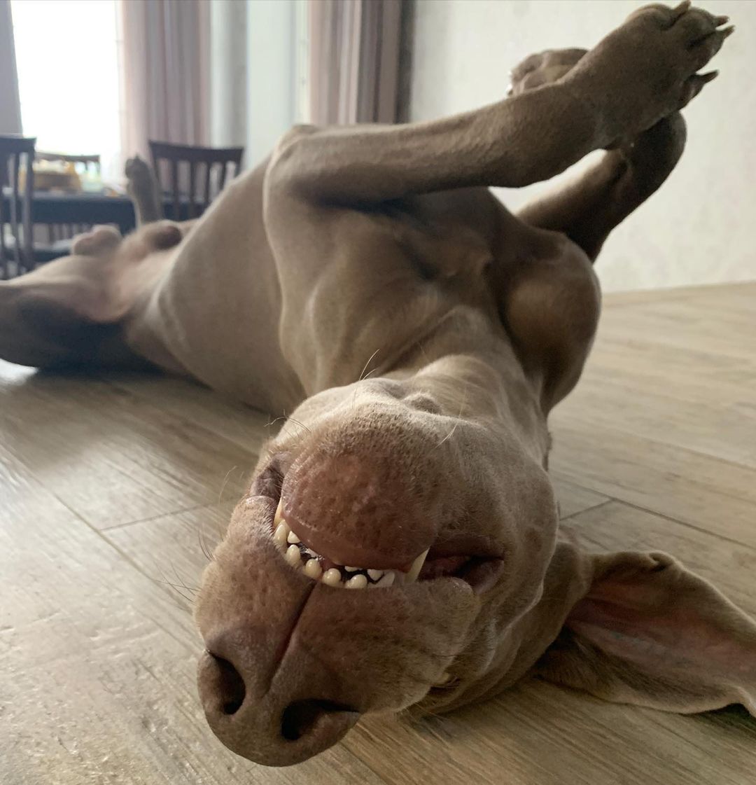 15 Cool Facts About Weimaraners 10