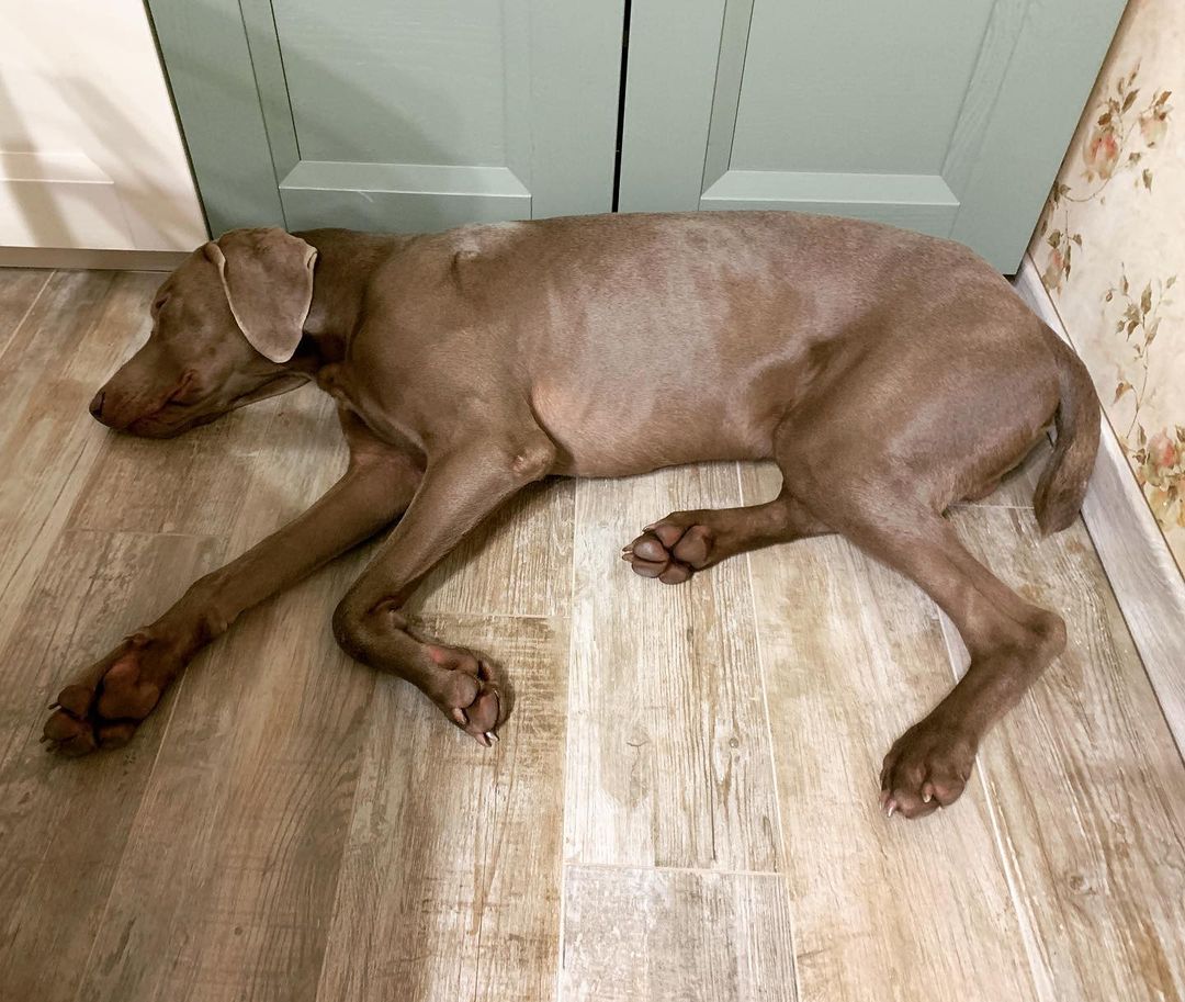 15 Cool Facts About Weimaraners 10