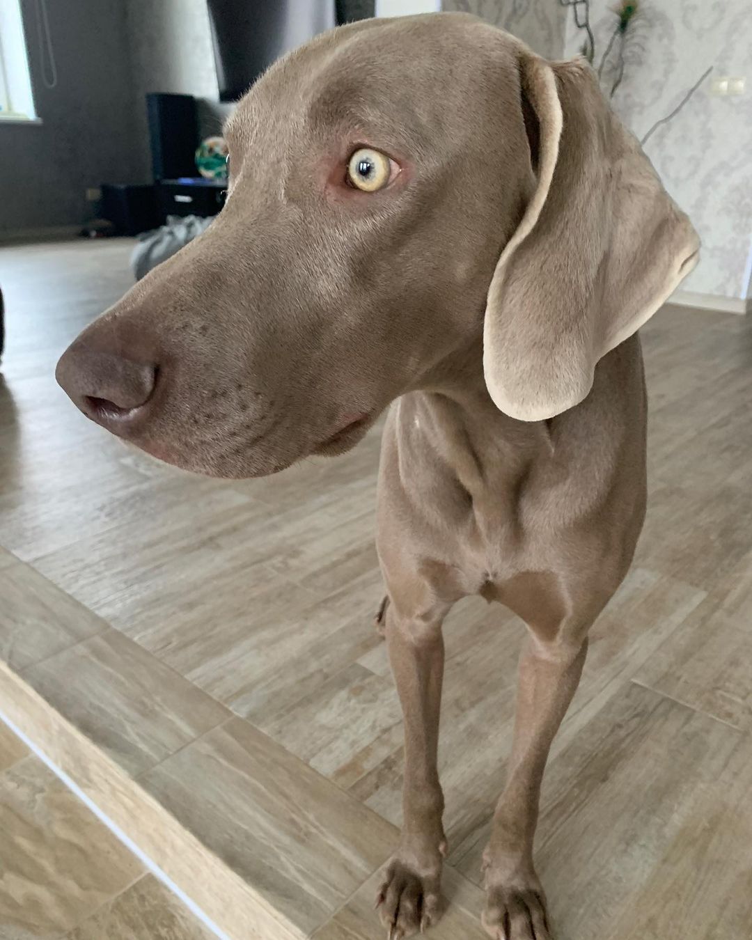 15 Cool Facts About Weimaraners 11