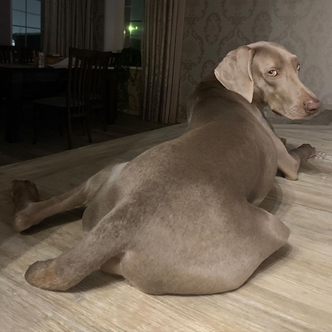15 Cool Facts About Weimaraners 11