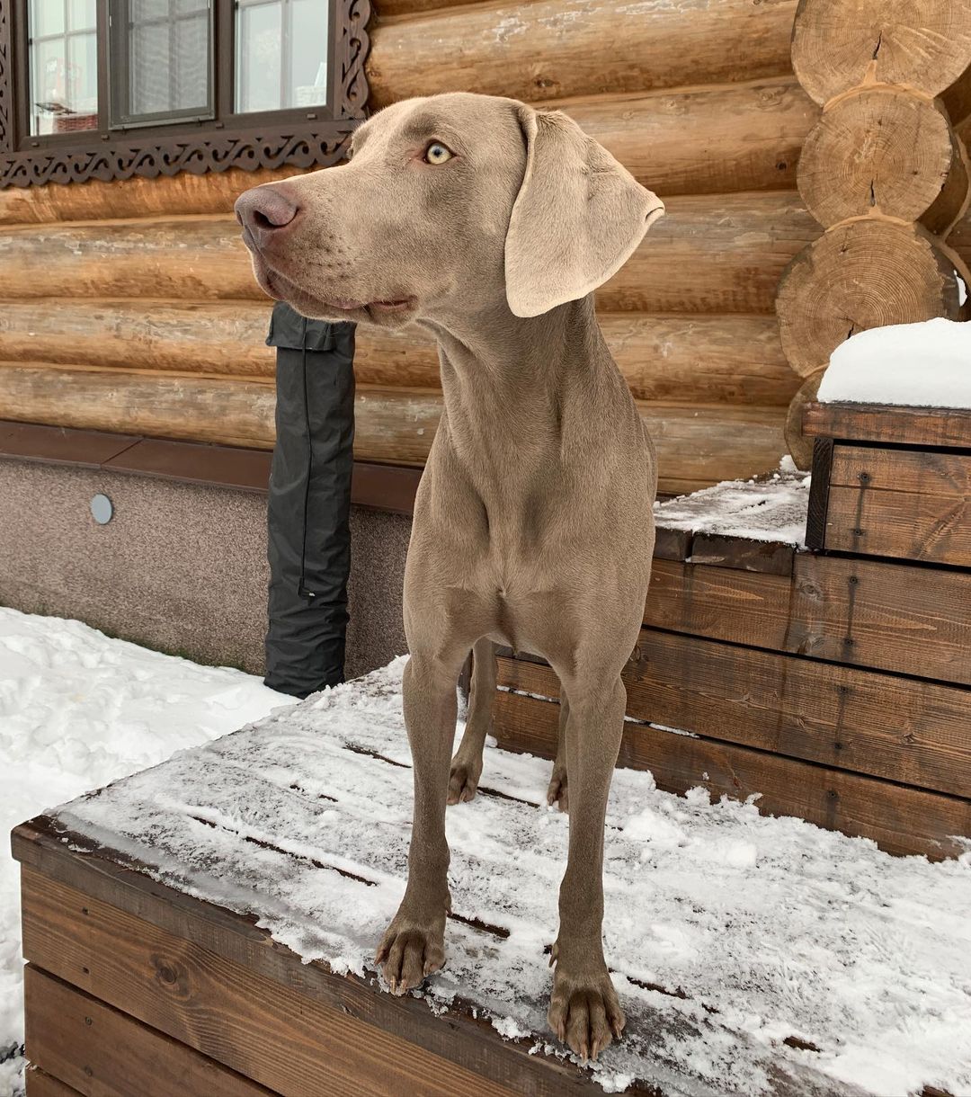 15 Cool Facts About Weimaraners 9