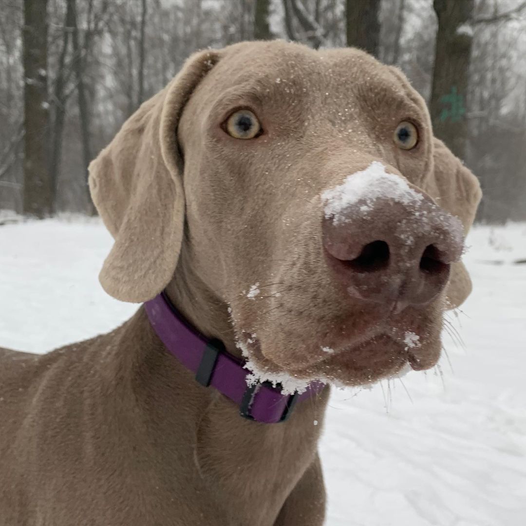 15 Cool Facts About Weimaraners 10