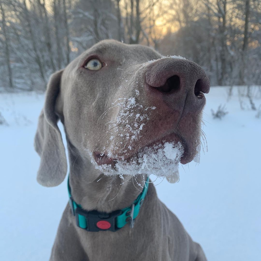 15 Cool Facts About Weimaraners 11
