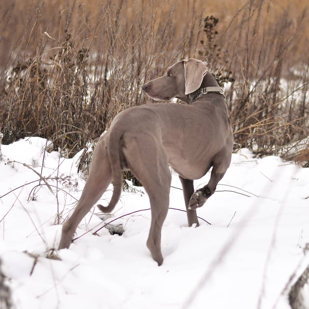15 Amazing Facts About Weimaraners You Probably Never Knew 10