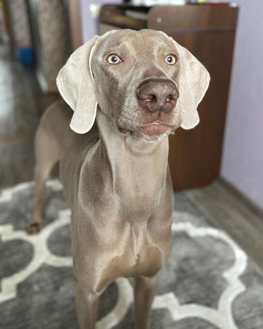 15 Amazing Facts About Weimaraners You Probably Never Knew 11