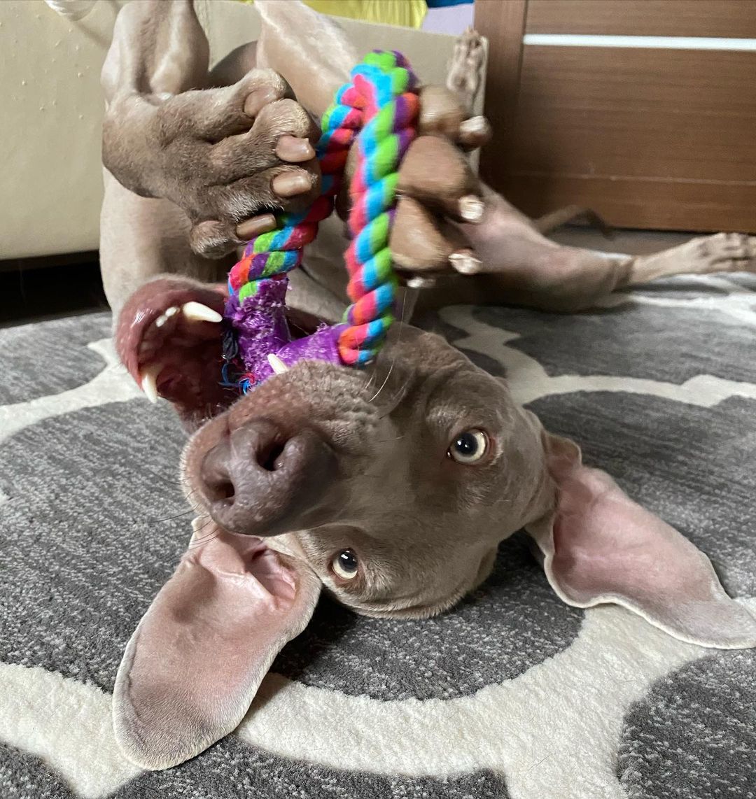 15 Amazing Facts About Weimaraners You Probably Never Knew 10