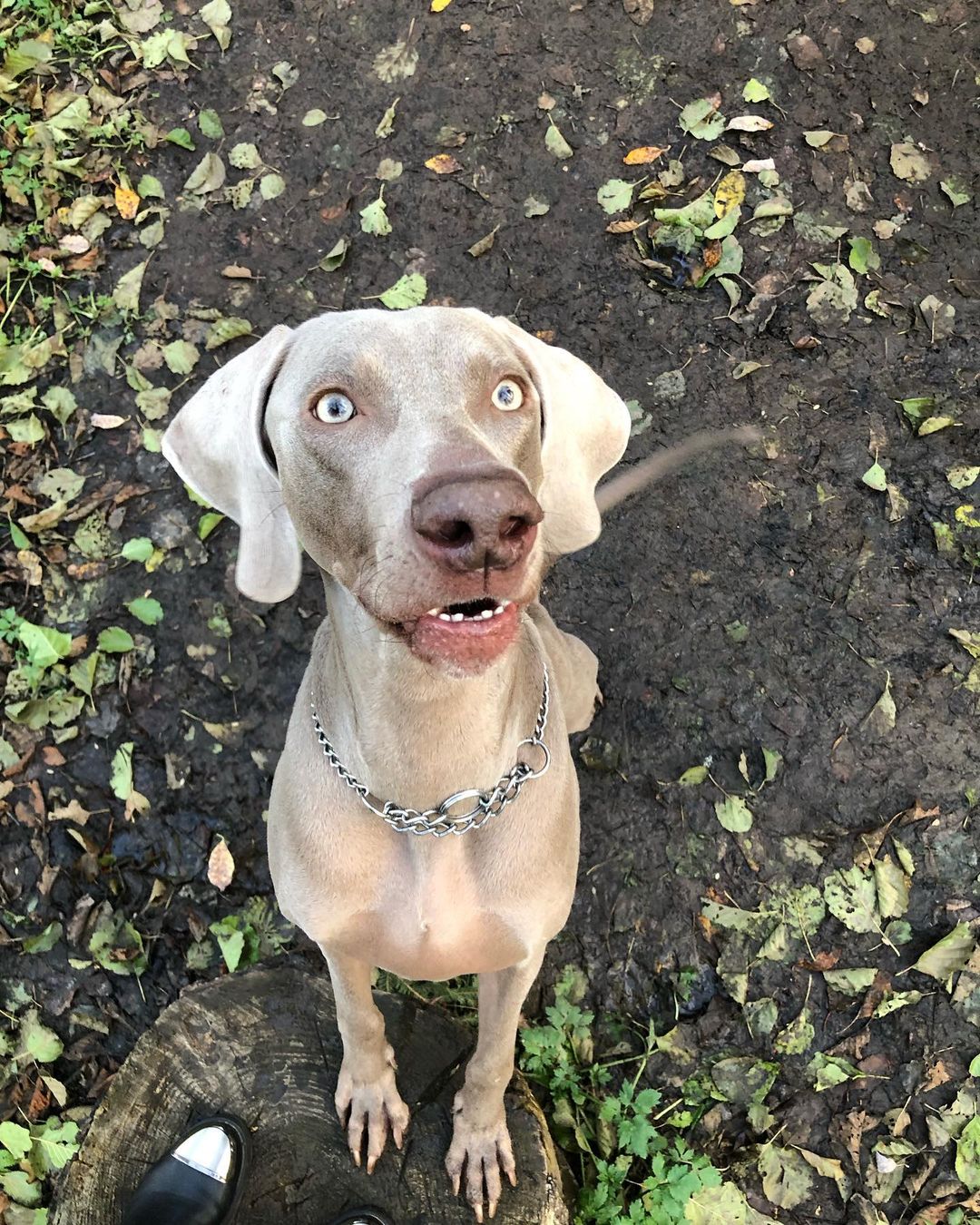 15 Amazing Facts About Weimaraners You Probably Never Knew 11
