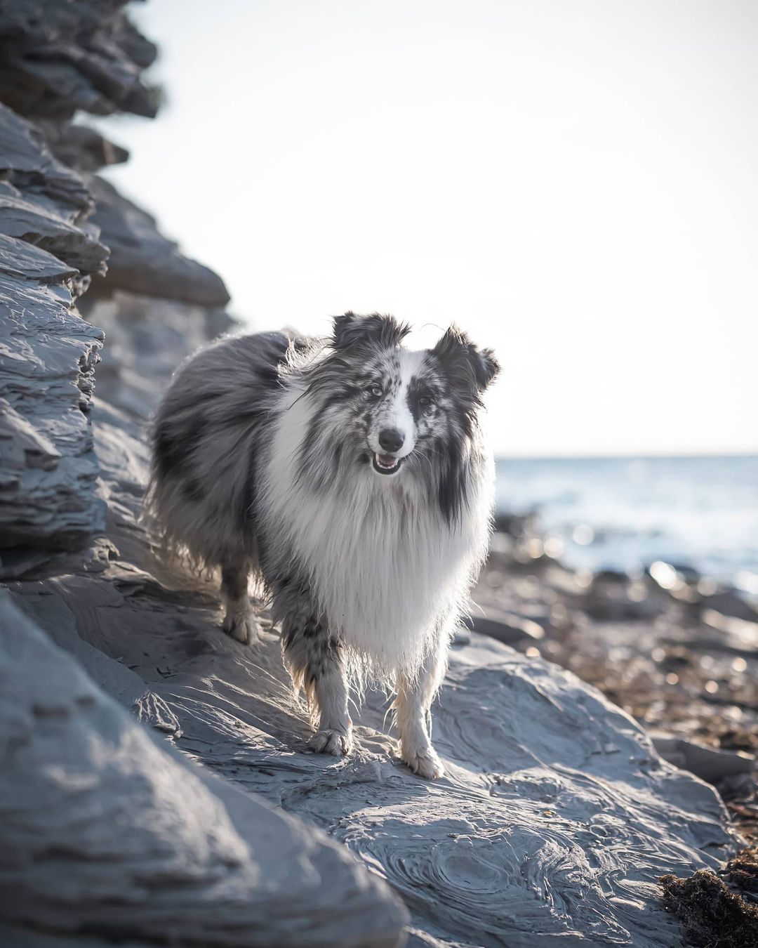 16 Amazing Facts About Shetland Sheepdogs You Probably Never Knew 9 16 Amazing Facts About Shetland Sheepdogs You Probably Never Knew 9
