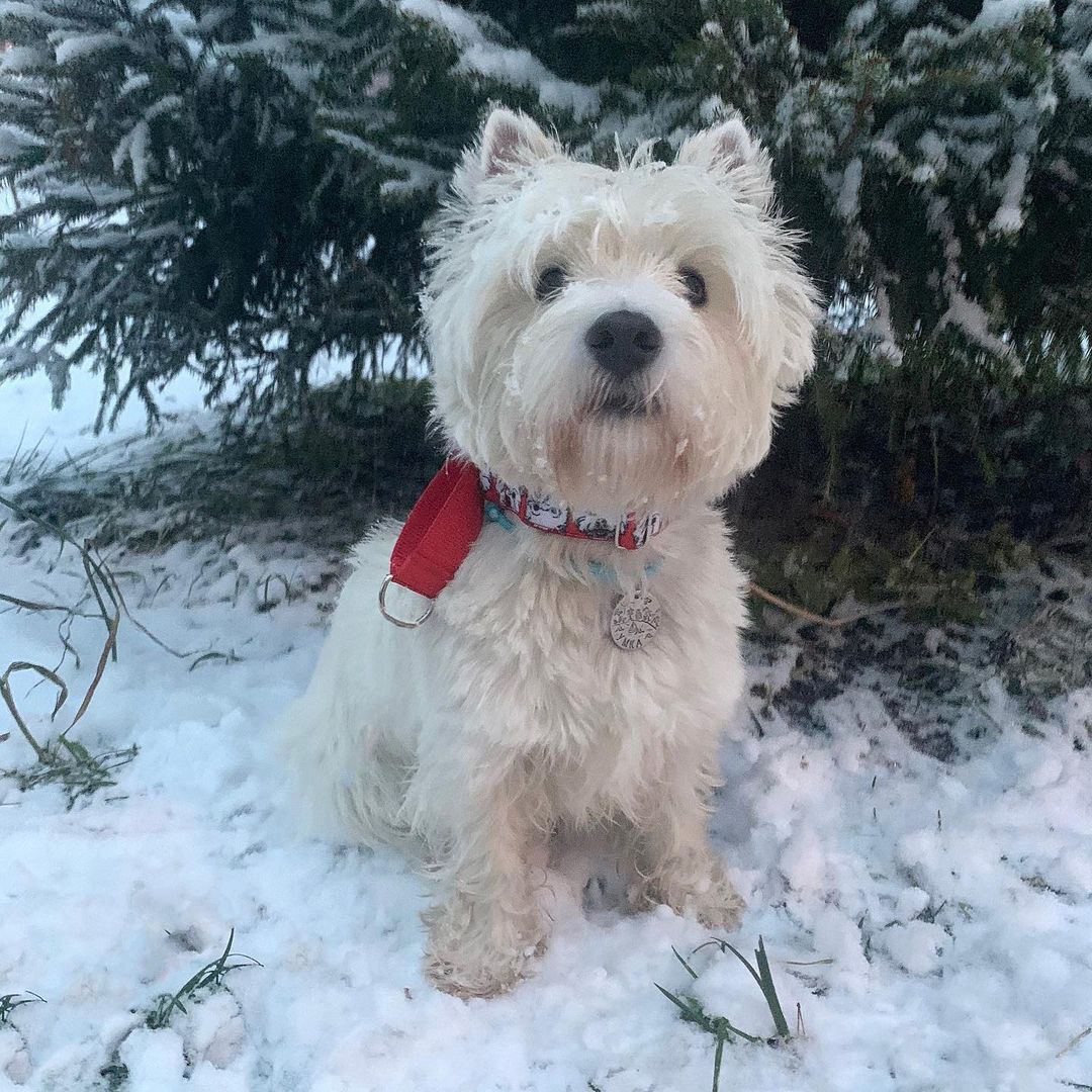 16 Amazing Facts About West Highland White Terriers You Probably Never Knew 10