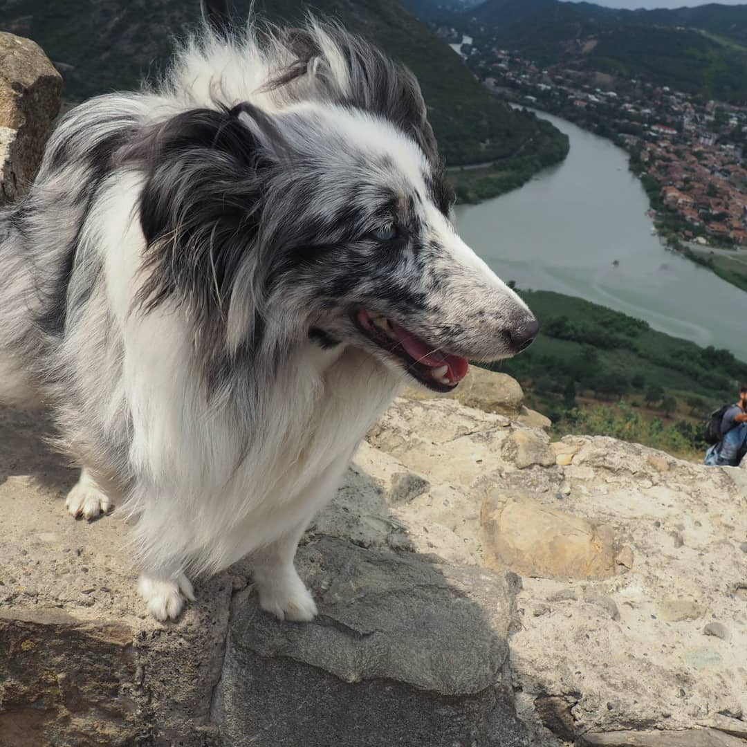 16 Amazing Facts About Shetland Sheepdogs You Probably Never Knew 11