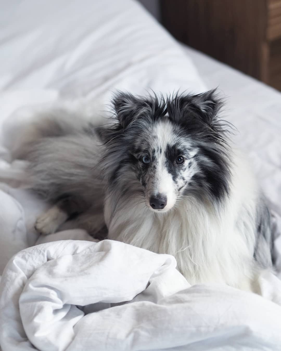 16 Amazing Facts About Shetland Sheepdogs You Probably Never Knew 9 16 Amazing Facts About Shetland Sheepdogs You Probably Never Knew 9
