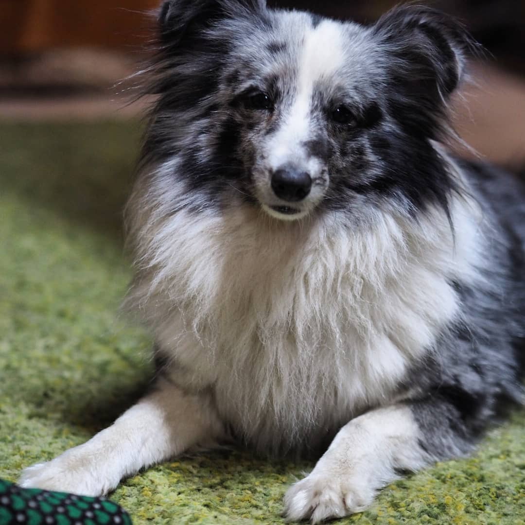 16 Amazing Facts About Shetland Sheepdogs You Probably Never Knew 10 16 Amazing Facts About Shetland Sheepdogs You Probably Never Knew 10