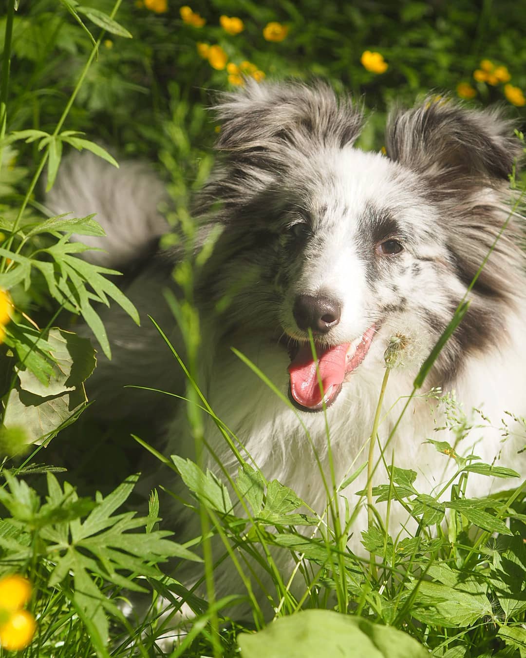 16 Amazing Facts About Shetland Sheepdogs You Probably Never Knew 11 16 Amazing Facts About Shetland Sheepdogs You Probably Never Knew 11