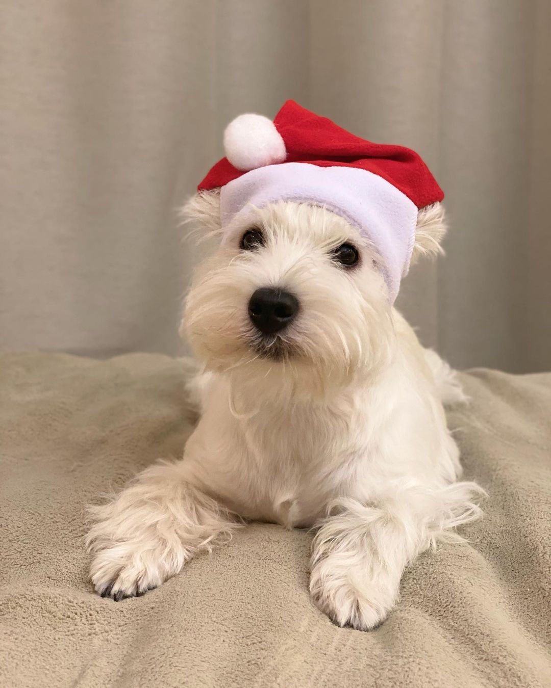 16 Amazing Facts About West Highland White Terriers You Probably Never Knew 5 16 Amazing Facts About West Highland White Terriers You Probably Never Knew 5