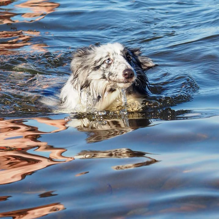 15 Cool Facts About Shetland Sheepdogs 9 15 Cool Facts About Shetland Sheepdogs 9