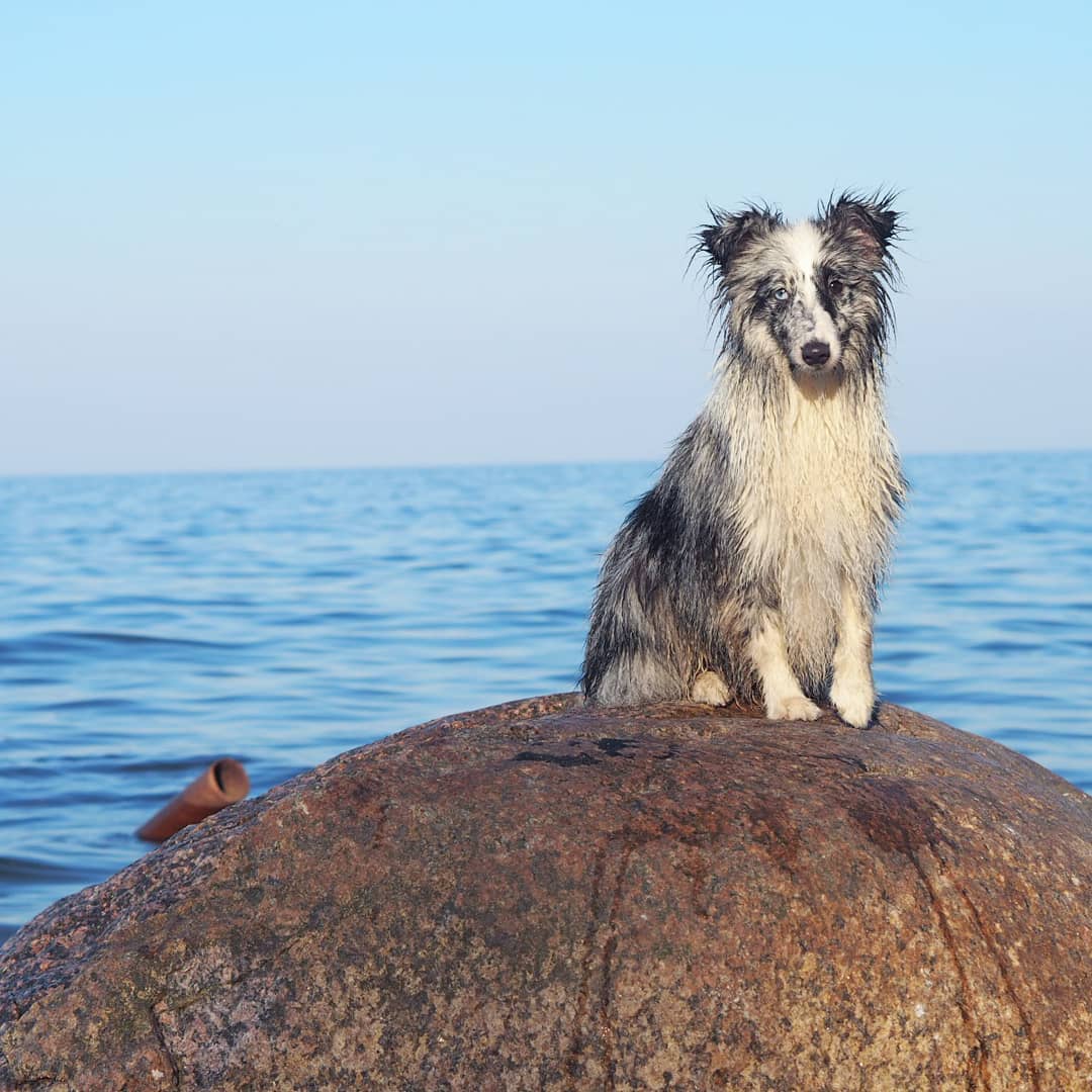 15 Cool Facts About Shetland Sheepdogs 10 15 Cool Facts About Shetland Sheepdogs 10