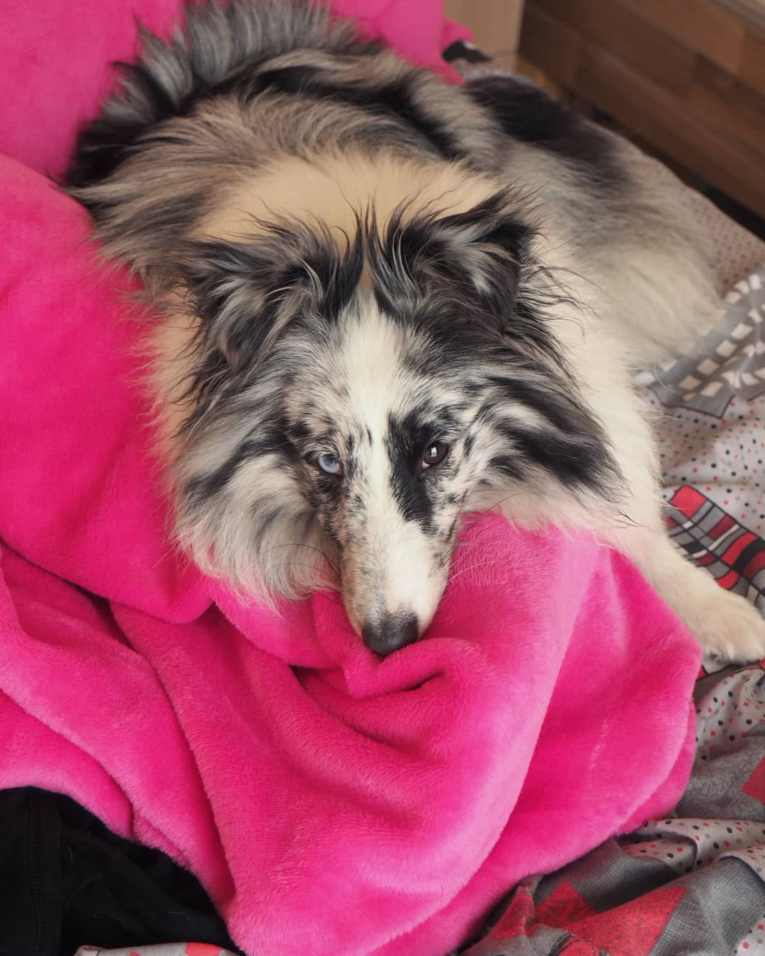 15 Cool Facts About Shetland Sheepdogs 11 15 Cool Facts About Shetland Sheepdogs 11