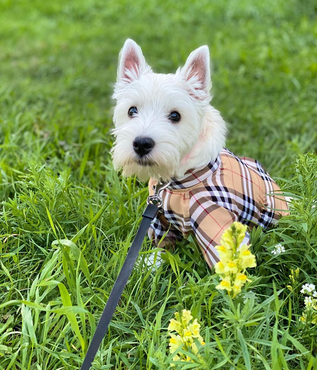 15 Interesting Facts About West Highland White Terriers 11 15 Interesting Facts About West Highland White Terriers 11