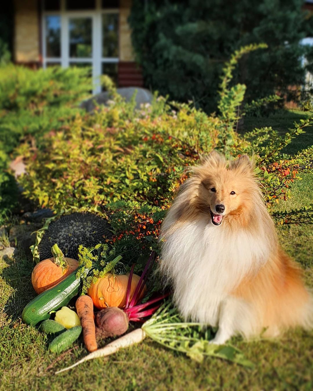 15 Cool Facts About Shetland Sheepdogs 9