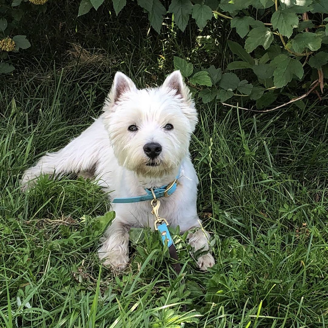 16 Amazing Facts About West Highland White Terriers You Probably Never Knew 10 16 Amazing Facts About West Highland White Terriers You Probably Never Knew 10