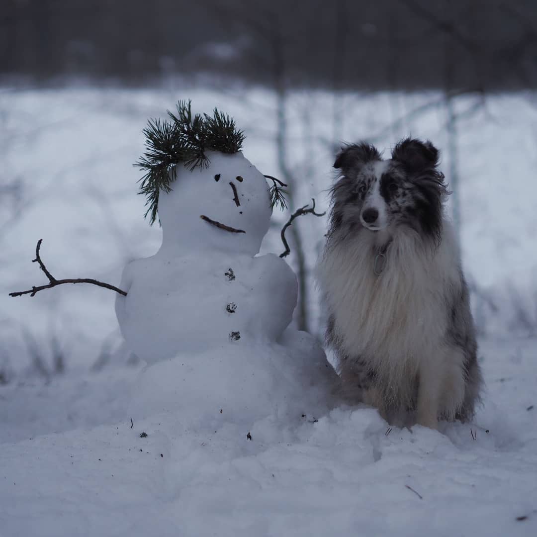 16 Amazing Facts About Shetland Sheepdogs You Probably Never Knew 10 16 Amazing Facts About Shetland Sheepdogs You Probably Never Knew 10