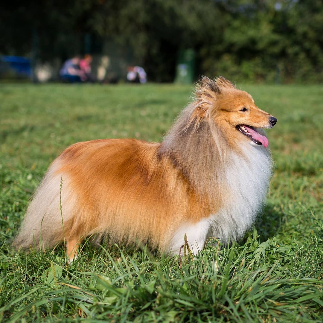 15 Cool Facts About Shetland Sheepdogs 10