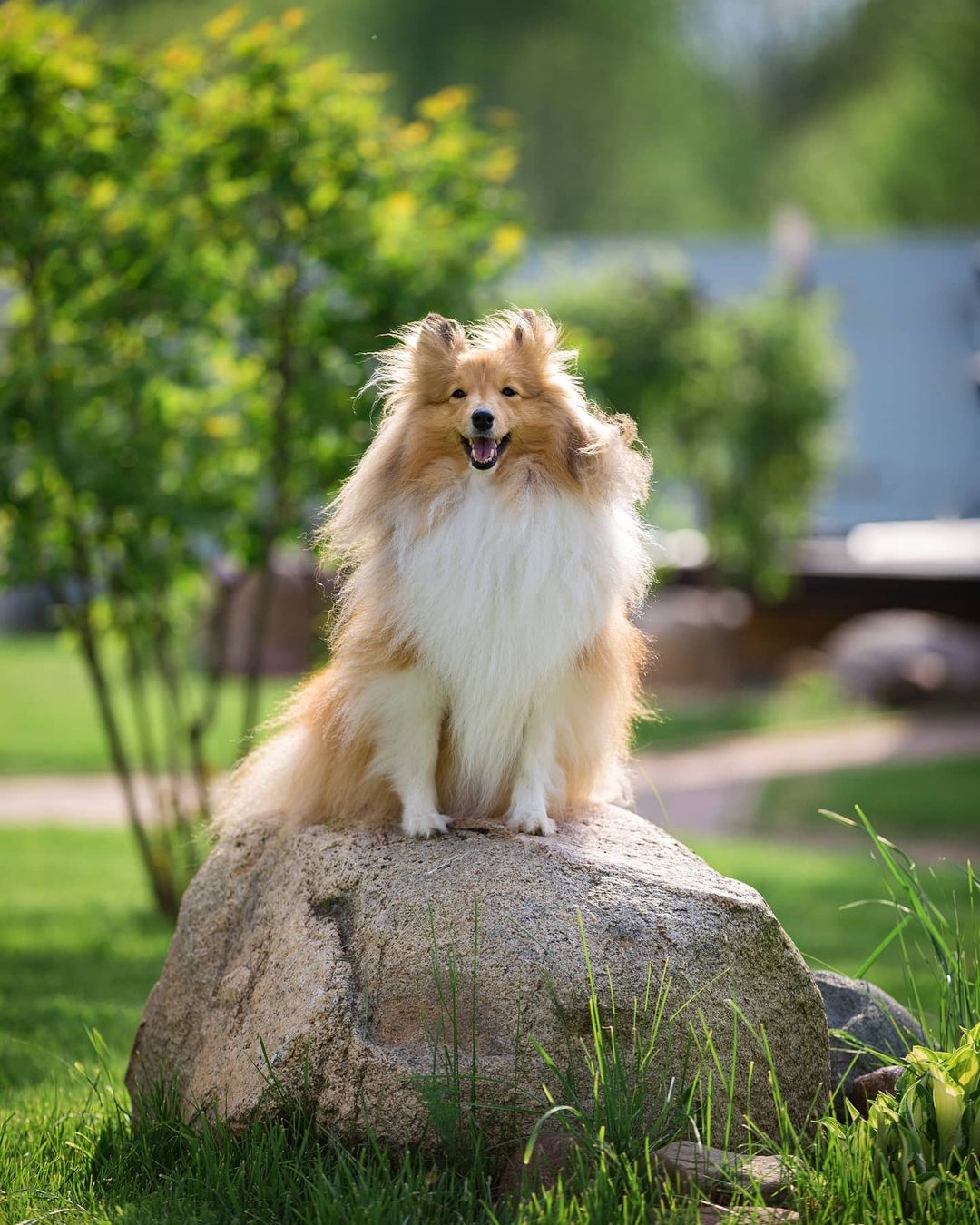 15 Cool Facts About Shetland Sheepdogs 11