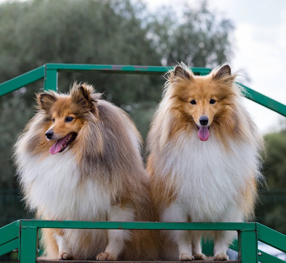 15 Cool Facts About Shetland Sheepdogs 9