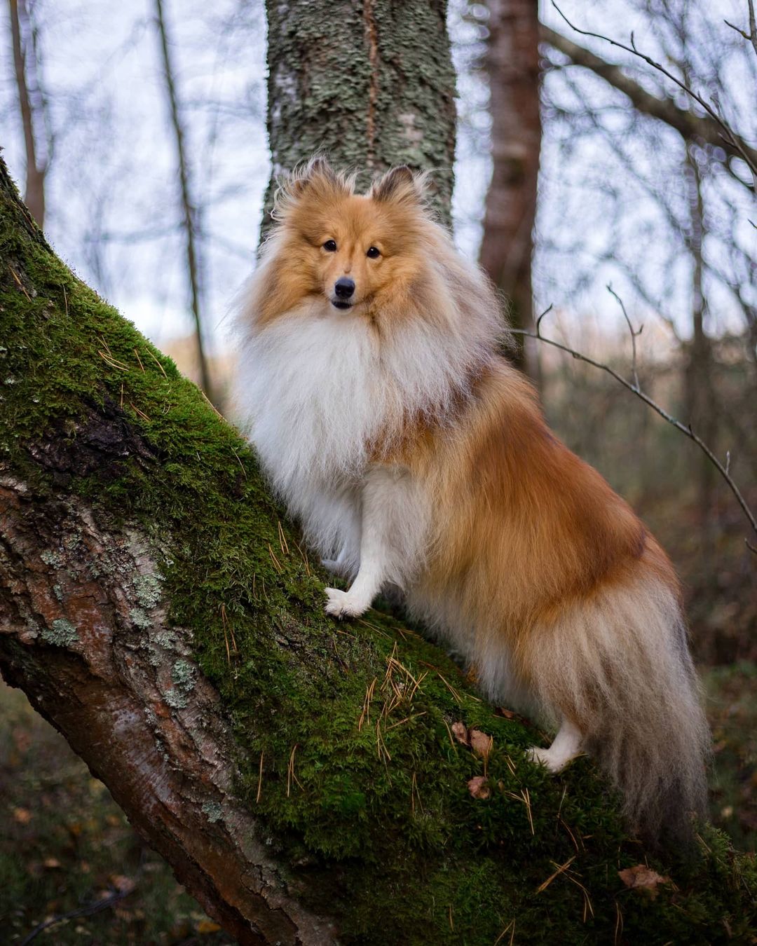 15 Cool Facts About Shetland Sheepdogs 10