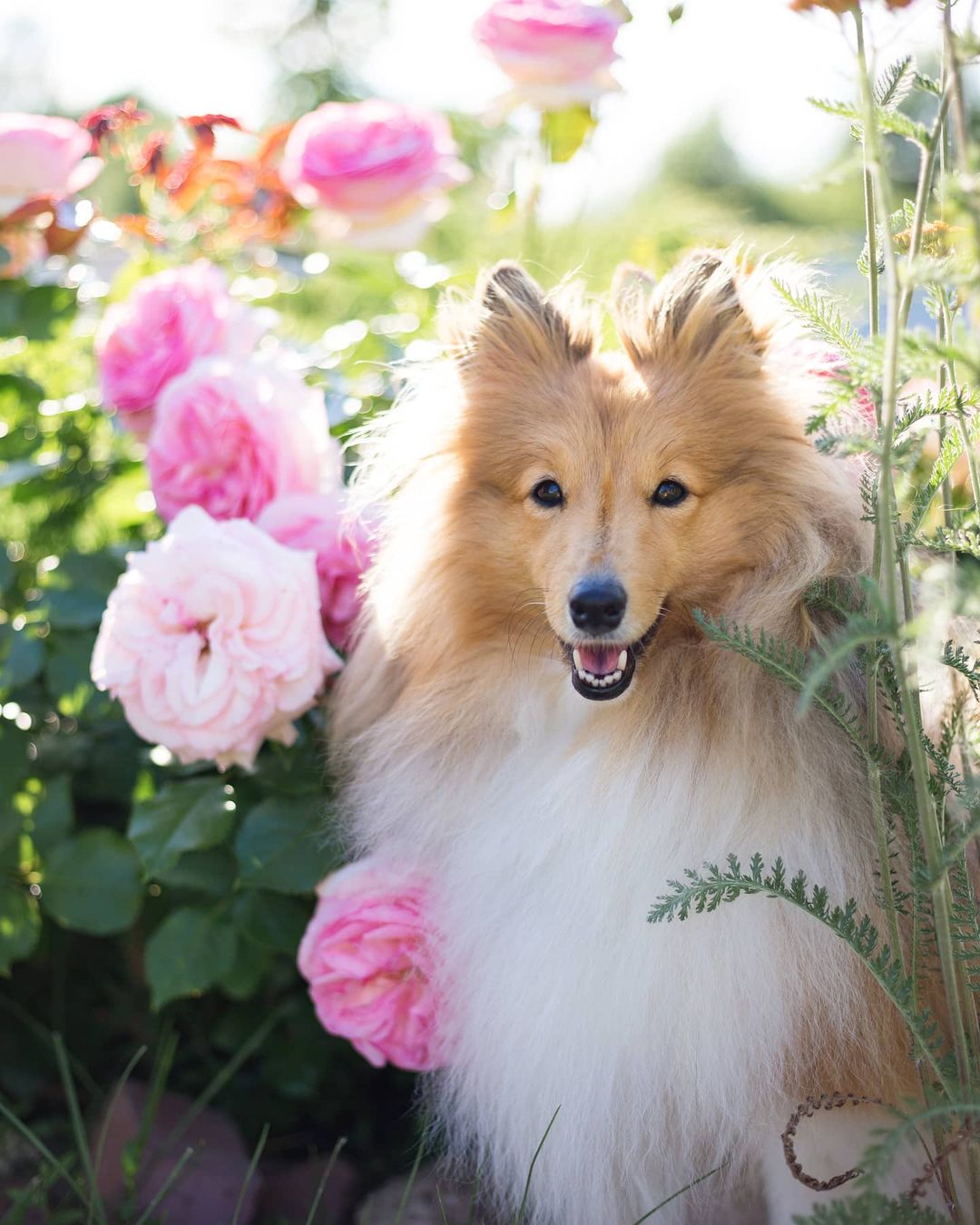 15 Cool Facts About Shetland Sheepdogs 11
