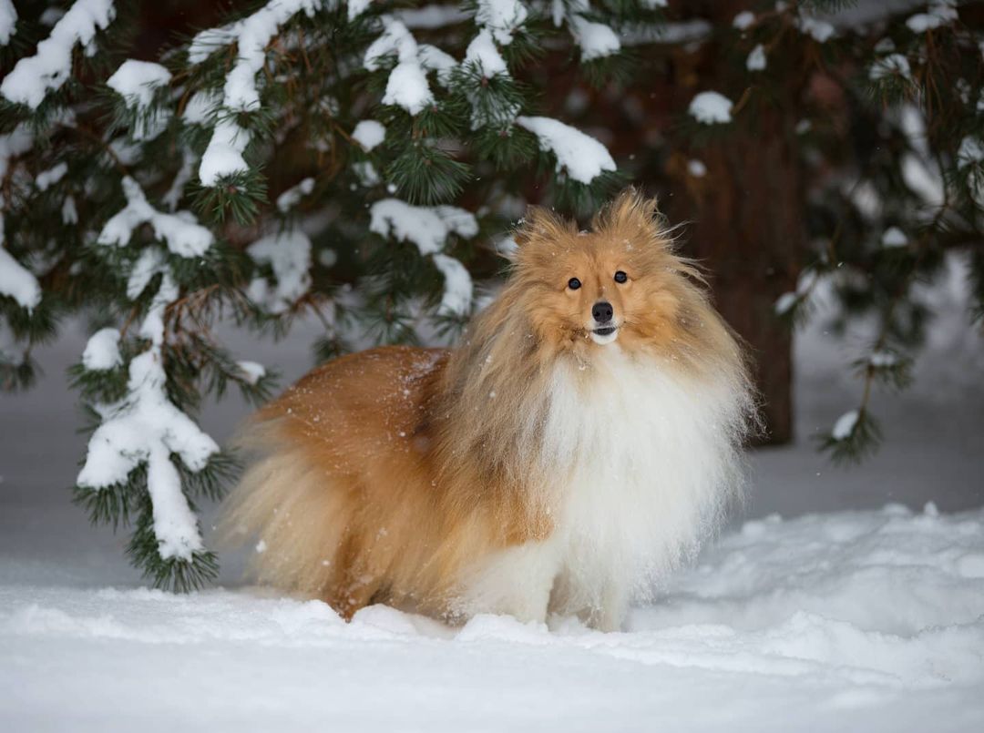 15 Cool Facts About Shetland Sheepdogs 9