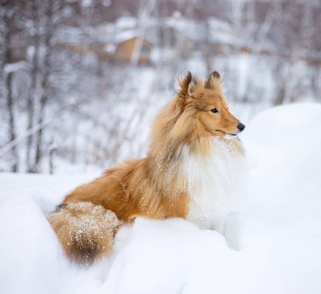 15 Cool Facts About Shetland Sheepdogs 10