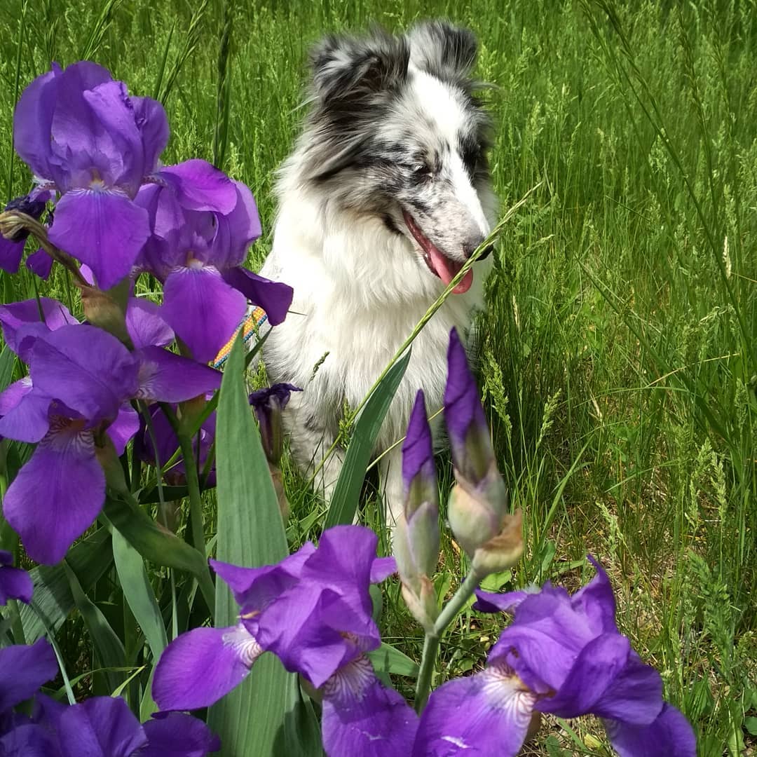 15 Cool Facts About Shetland Sheepdogs 11