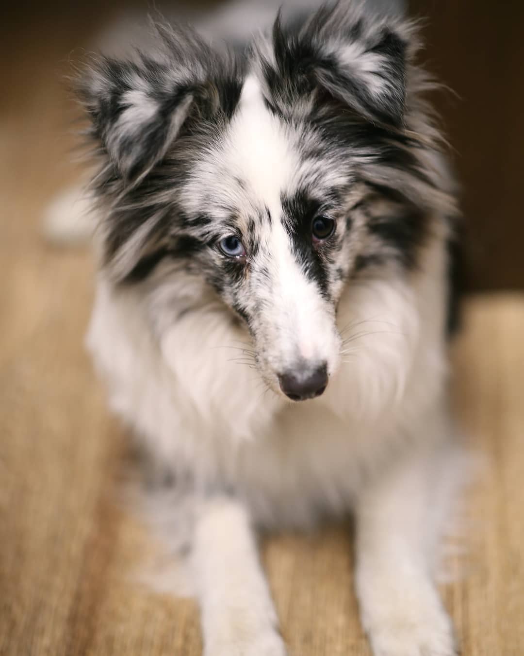 15 Cool Facts About Shetland Sheepdogs 9