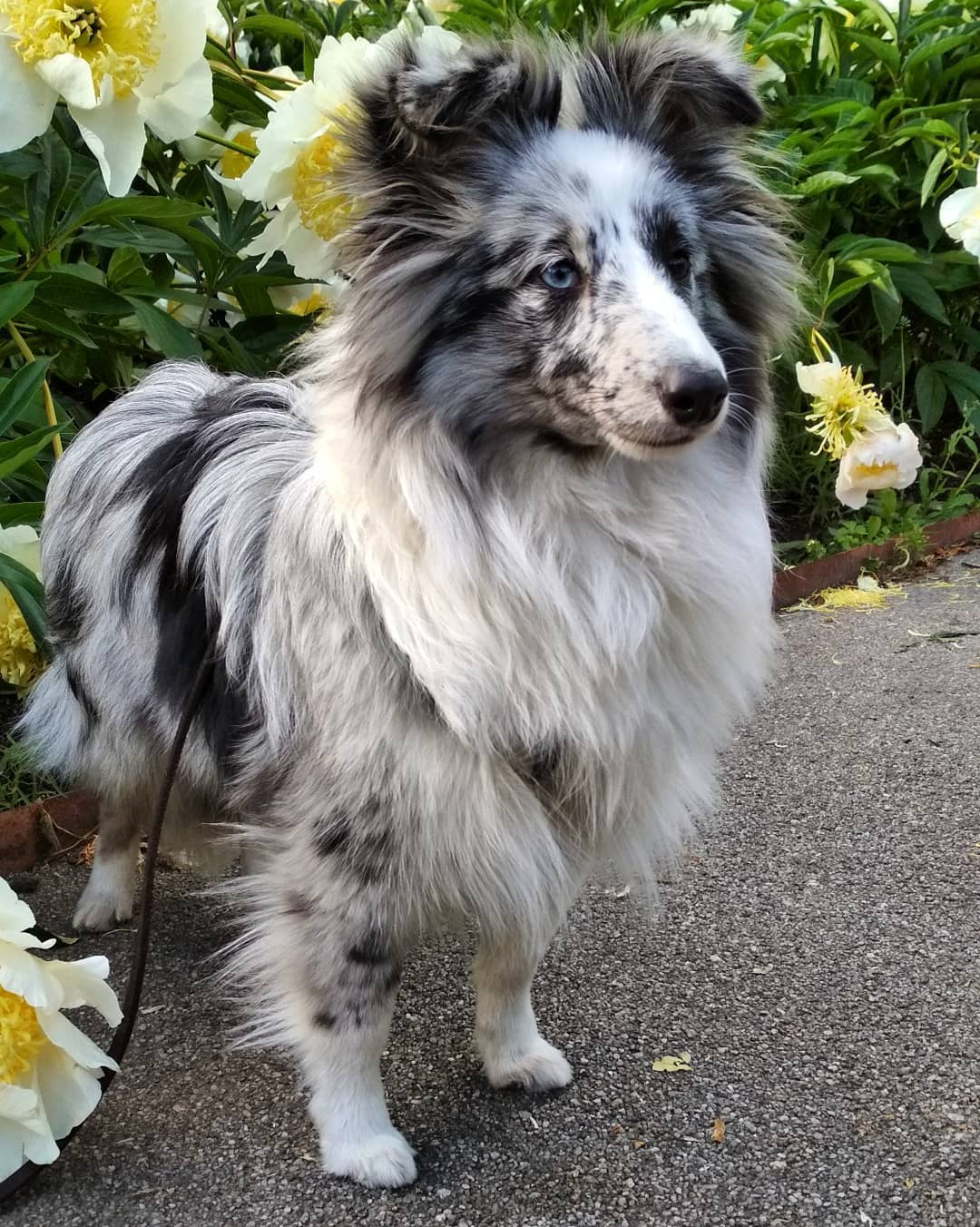 15 Cool Facts About Shetland Sheepdogs 10