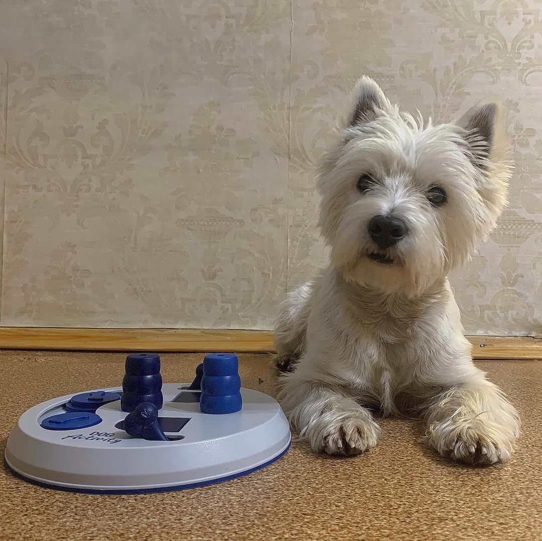 16 Amazing Facts About West Highland White Terriers You Probably Never Knew 11 16 Amazing Facts About West Highland White Terriers You Probably Never Knew 11