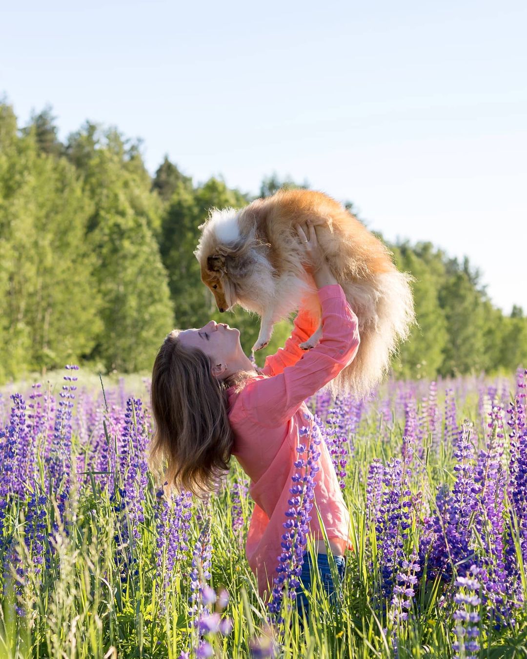 16 Amazing Facts About Shetland Sheepdogs You Probably Never Knew 11 16 Amazing Facts About Shetland Sheepdogs You Probably Never Knew 11