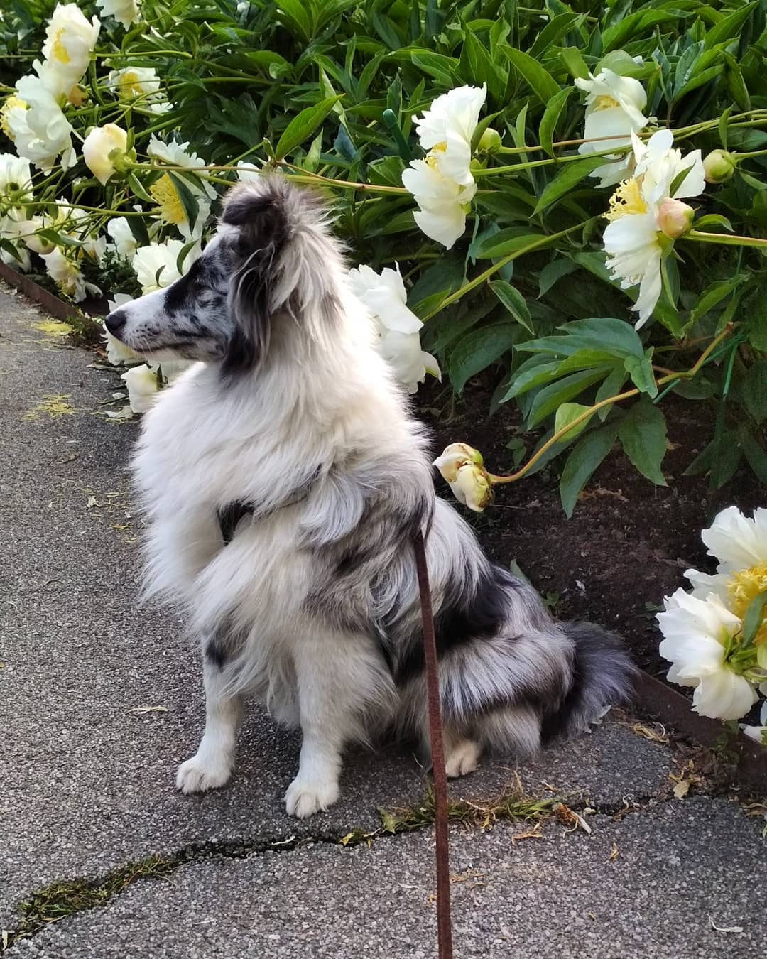 15 Cool Facts About Shetland Sheepdogs 11