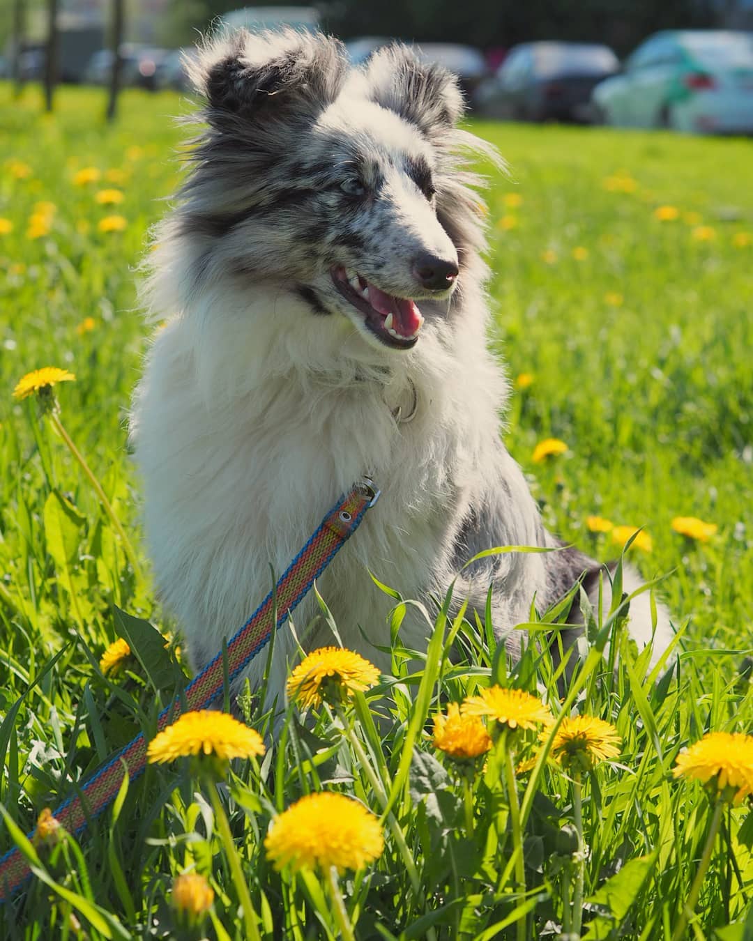 16 Interesting Facts About Shetland Sheepdogs 9 16 Interesting Facts About Shetland Sheepdogs 9