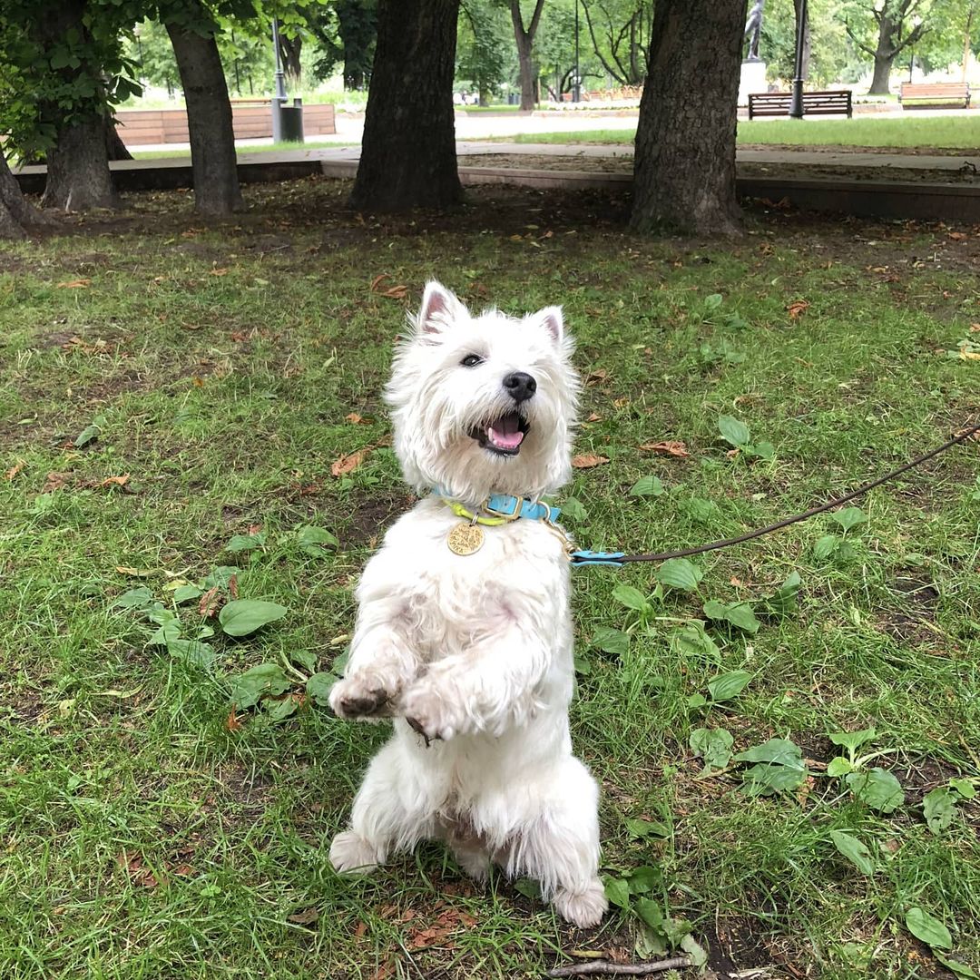 15 Cool Facts About West Highland White Terriers 9