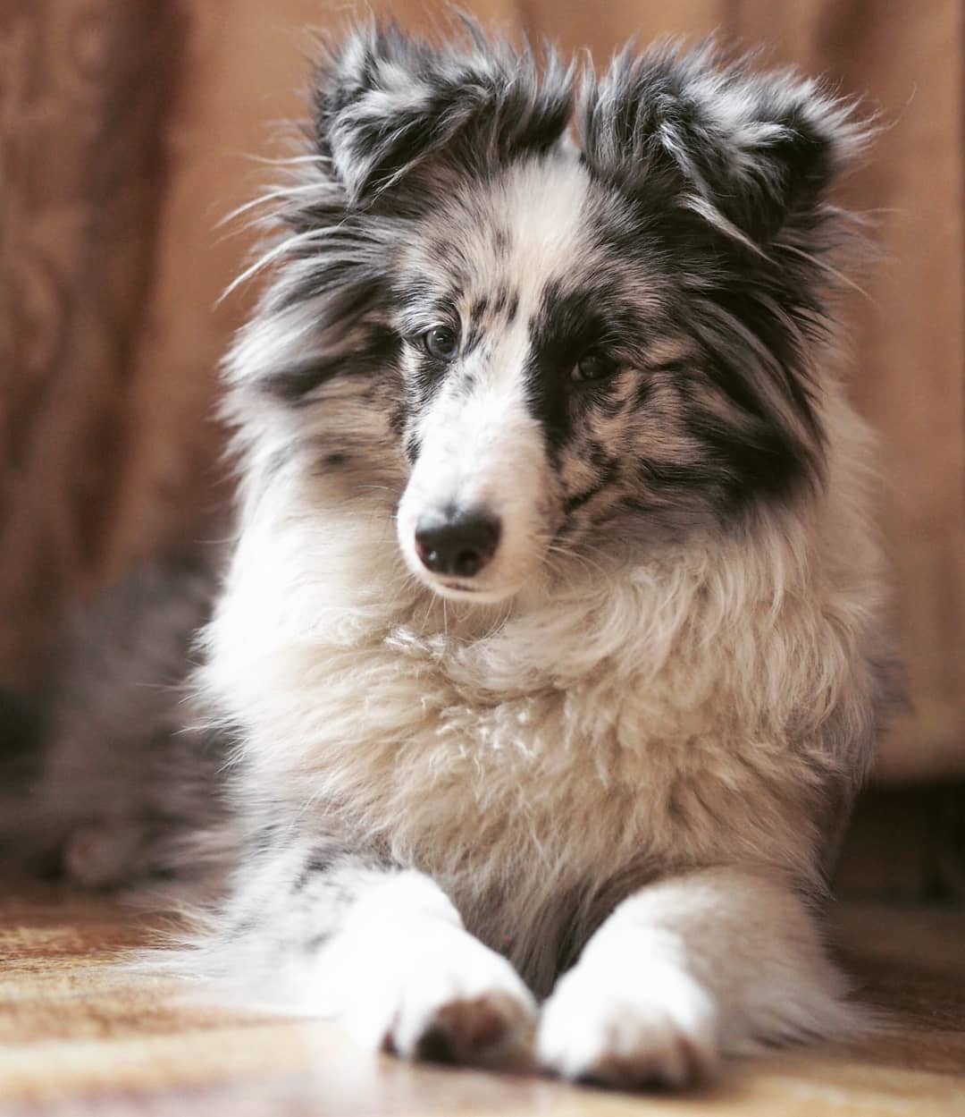 16 Interesting Facts About Shetland Sheepdogs 10 16 Interesting Facts About Shetland Sheepdogs 10