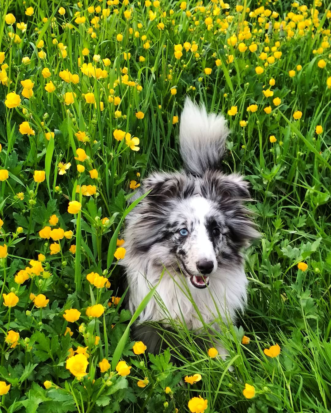 16 Interesting Facts About Shetland Sheepdogs 11 16 Interesting Facts About Shetland Sheepdogs 11