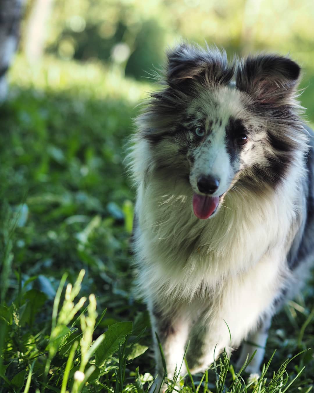 16 Interesting Facts About Shetland Sheepdogs 9
