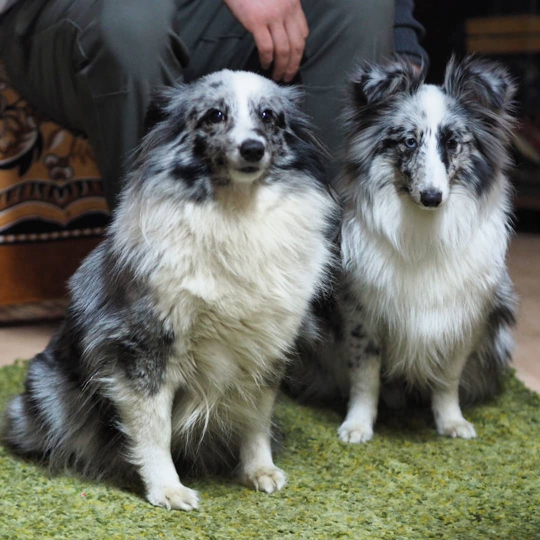 16 Interesting Facts About Shetland Sheepdogs 10