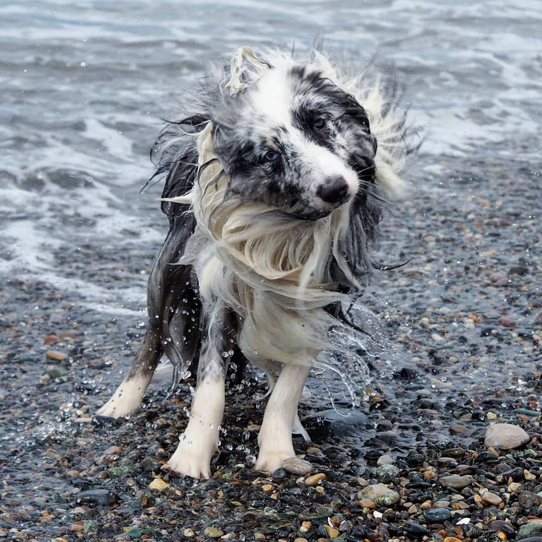 16 Interesting Facts About Shetland Sheepdogs 11