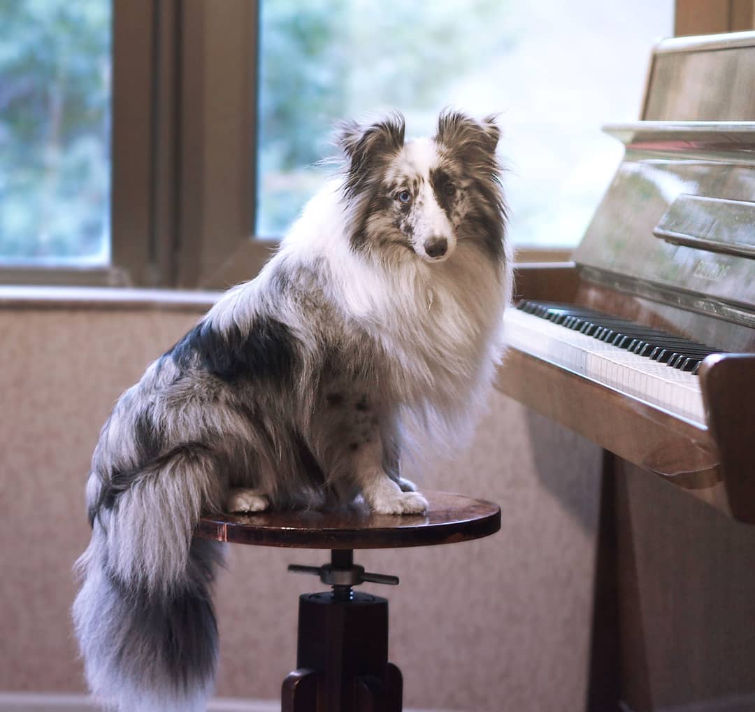 16 Interesting Facts About Shetland Sheepdogs 9