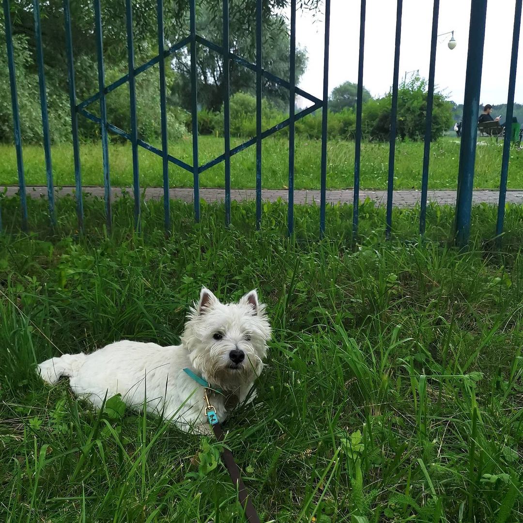 15 Cool Facts About West Highland White Terriers 9