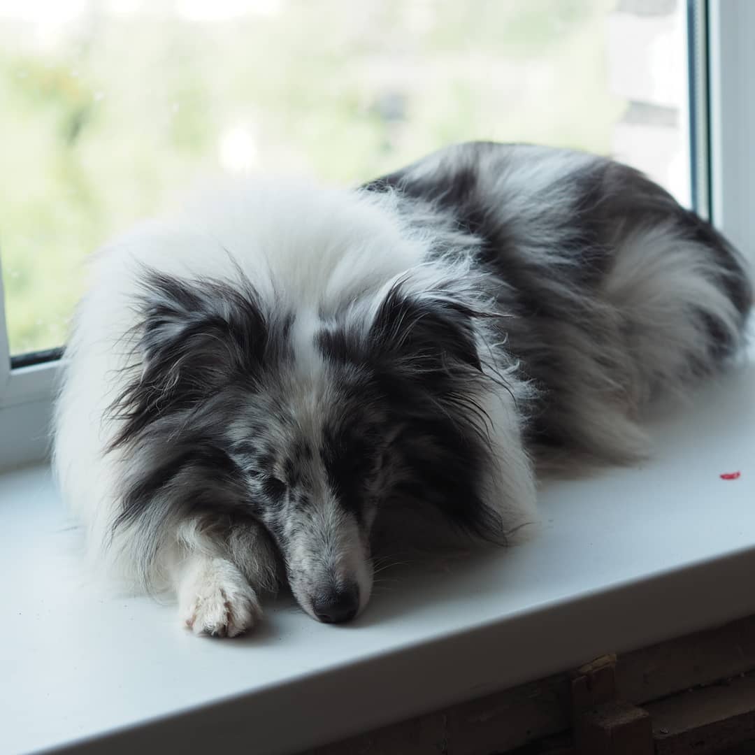 16 Interesting Facts About Shetland Sheepdogs 10