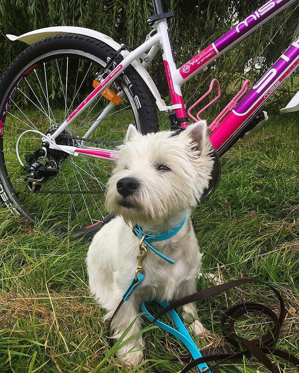 15 Cool Facts About West Highland White Terriers 10
