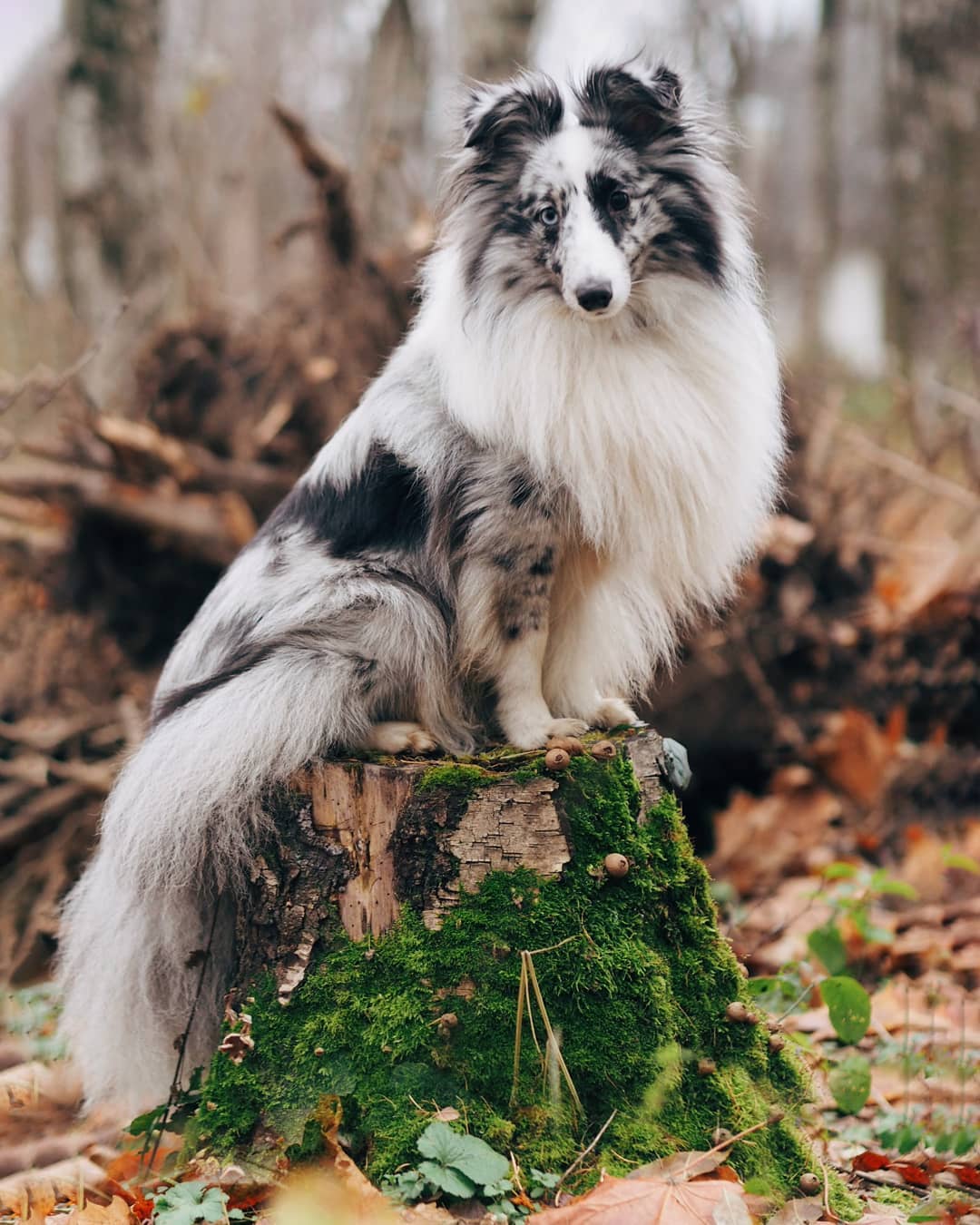 16 Interesting Facts About Shetland Sheepdogs 11